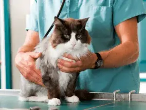 Veterinário segurando gato de pelo longo sobre mesa de atendimento